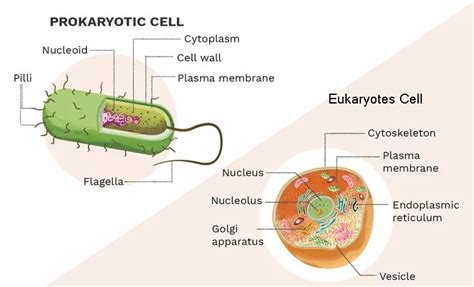 What Is The Function Of Nucleoid In Prokaryotic Cell - Margaret Greene ...