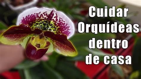 Como Cuidar Orquídeas Dentro de Casa Orquiplanet YouTube