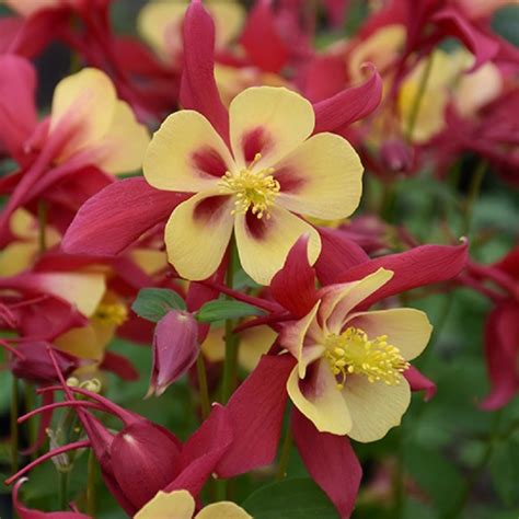 Columbine Earlybird Red And Yellow 1 Ted Lare Design And Build