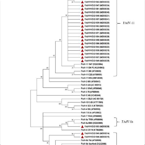 Phylogenetic Tree Of Hexon Gene Nucleotide Sequences Of 37 FAdV Field