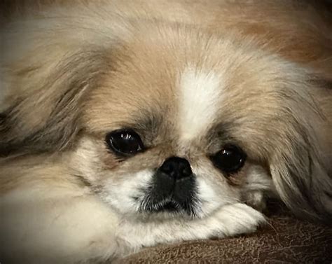 Nanas Peke Posse Pekingese Puppies For Sale In Mabank Tx Akc