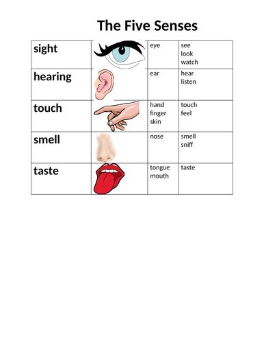 Five Senses In English Reference Sheet Teaching Resources