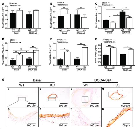 Deletion Of BMAL1 Brain And Muscle Arnt Like Protein 1 In Smooth