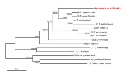 Bayesian Inference Bi Tree Derived From Partial Sequences Of The