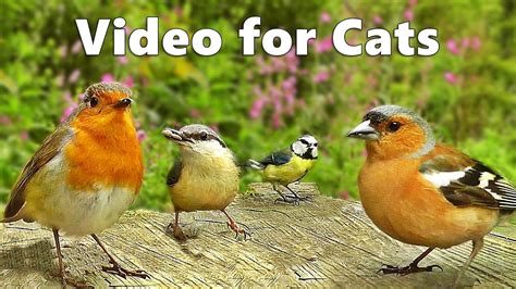 Relaxing Videos For Cats To Watch Bird Song In Springtime