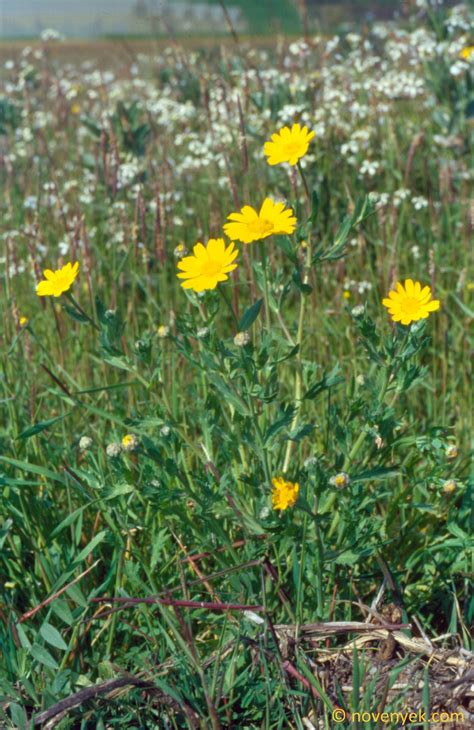 Image Collection Of Wild Vascular Plants Glebionis Segetum