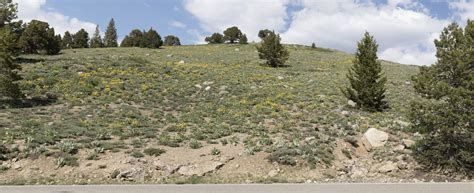 Balsamorhiza Sagittata Arrowleaf Balsamroot Above Charit Flickr