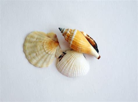 Yellow Seashells Stock Image Image Of Shiny Collection 13505679