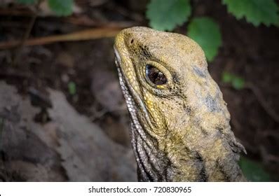 3 Baby Tuatara Images, Stock Photos & Vectors | Shutterstock