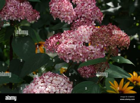 Hydrangea Arborescens Invincibelle Spirit Or Pink Annabelle Pink A