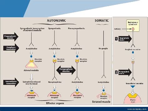 Autonomic Nervous System Cholinergic Agonists Cholinomimetics Ph D