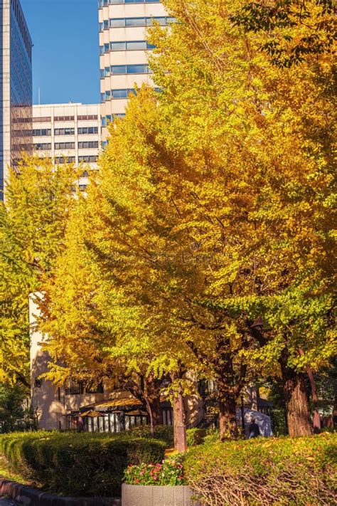 Golden Ginkgo Tree At Hibiya Park Stock Image Image Of Maple