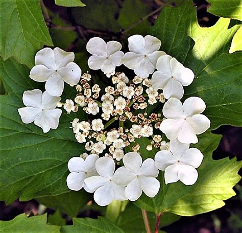 Plants And Gardens In Colonial And Early America Plants In Early American