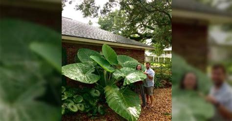 Elephant Ear Plant A Bold And Beautiful Addition To Your Garden