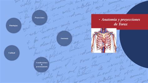 Presi N Negociar Autonom A Estructuras Anatomicas Del Torax Polar