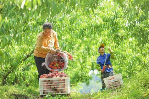 四川大英：桃子熟 采摘忙 人民图片网