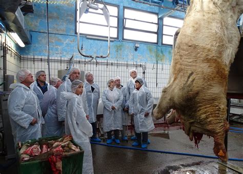 Abattoir La Filière Viande Expliquée Au Public