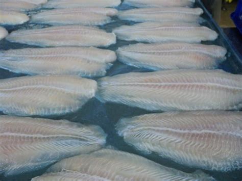 Frozen Pangasius Fillet Well Trimmed Sunwa Co