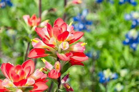 A Texas wildflower Indian Paintbrush in a field near Arlington Texas ...