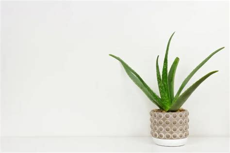 9 Best Succulents For Bathroom (With Pictures)