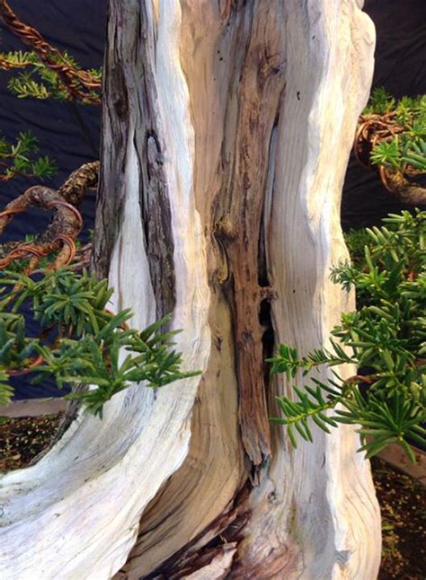 Bonsai Crazy Bonsai Bark