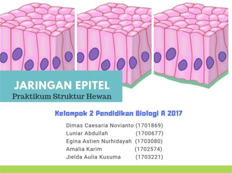 (PDF) Histologi Jaringan Epitel