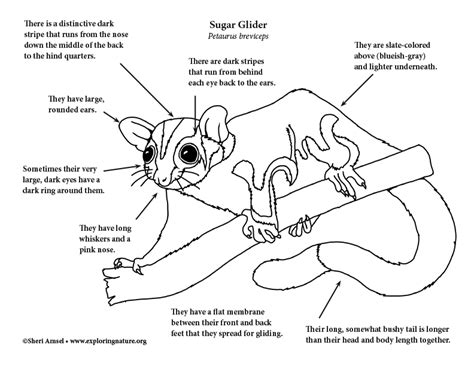 Parts Of A Glider Diagram What Is Gliding