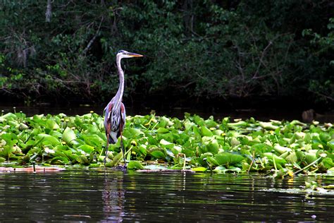 Free Images Nature Swamp Flower Animal Pond Wildlife Green