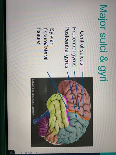 Neuroanatomy Flashcards Quizlet