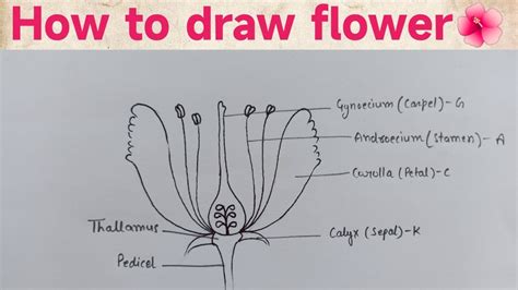 How To Draw Longitudinal Section Of Flower Diagram Of Flower YouTube