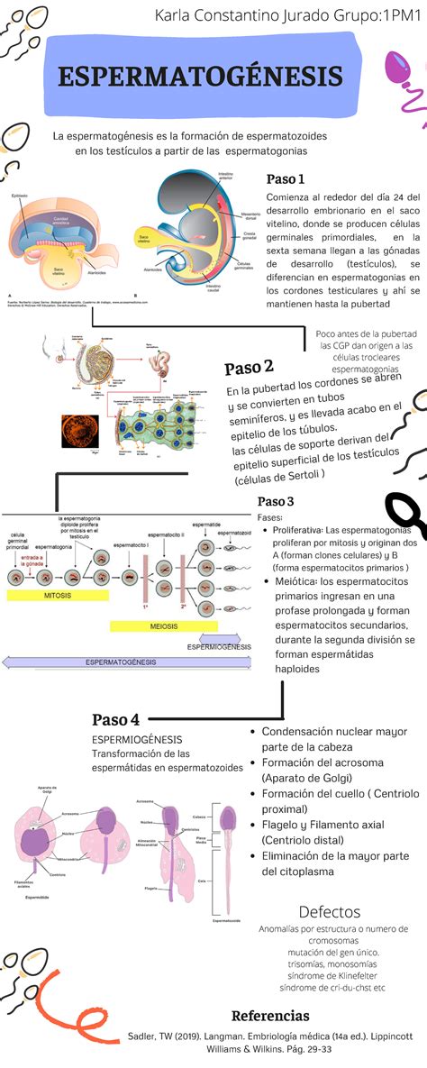 Espermatog Nesis Infografia Paso Condensaci N Nuclear Mayor Parte