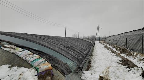 城乡一体化示范区农业农村局积极应对低温雨雪冰冻天气 示范区 开封网