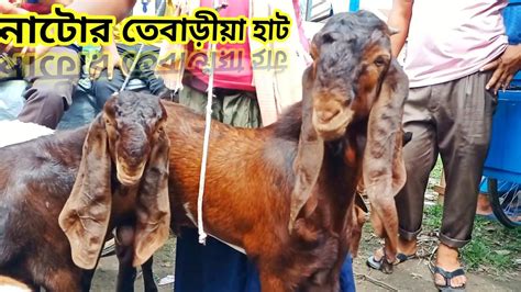 নাটোর তেবাড়িয়া হাটে অরিজিনাল এবং ক্রস জাতের বাচ্চা ওবড় ছাগলের দাম