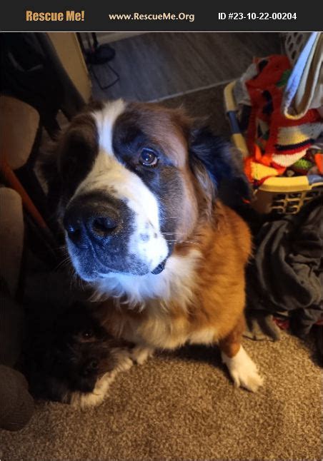 ADOPT 23102200204 Saint Bernard Rescue Reynoldsburg OH