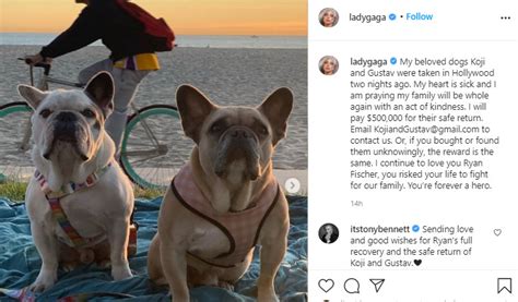 La Cantante Lady Gaga Recupera A Sus Dos Perros Sanos Y Salvos