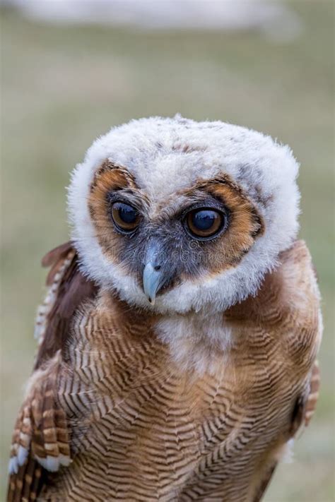 Young Brown Spotted Owl Stock Photo Image Of Bird Prey 77961260