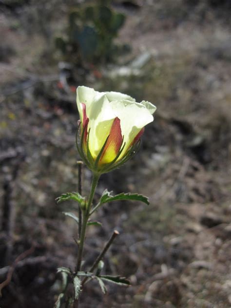 Dpimg1831hibiscus Coulteri Desert Peregrinations