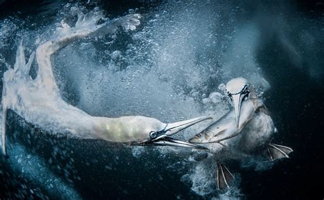 Asombrosas Im Genes Premiadas Por El World Nature Photography Awards