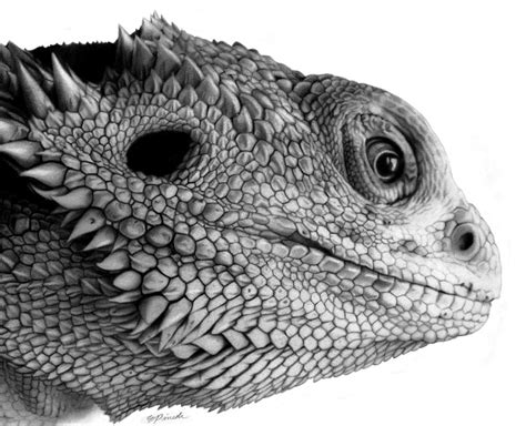 Pencil Drawings Of Bearded Dragons Pencildrawing2019