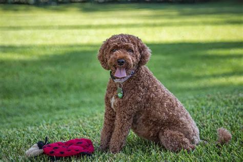 What Age Is A Cavapoo Full Grown