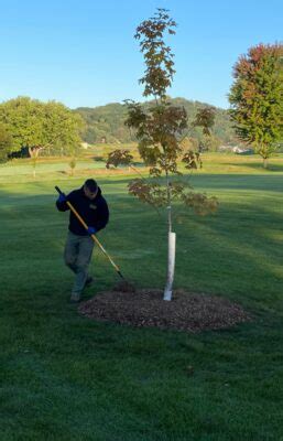 Proper Tree Installation Johnson Ops Tree Care