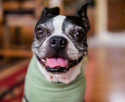 boston terrier health problems  terrier