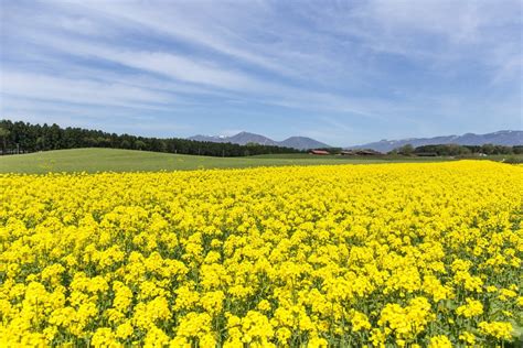 春天油菜花田园风景 免费可商用图片 CC0素材网