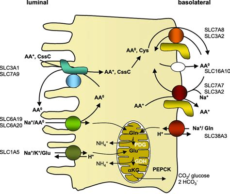 Diagram Renal Tubule Cell Diagrams Mydiagram Online