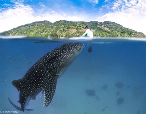 The Philippines Oslob Whale Sharks The Dive Tourist Saving Our