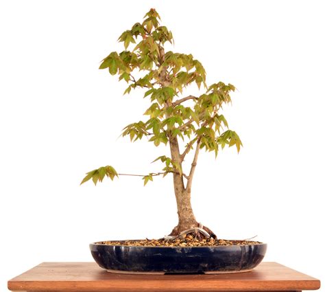 Trident Maple 16 Tall Bonsai Bonsai Learning Center Store