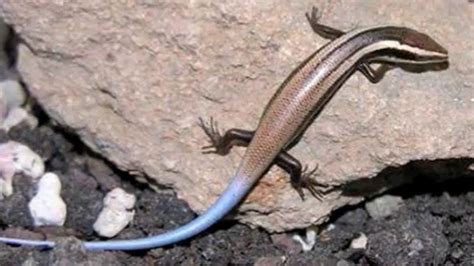 New Species Of Lizard Nearing Extinction