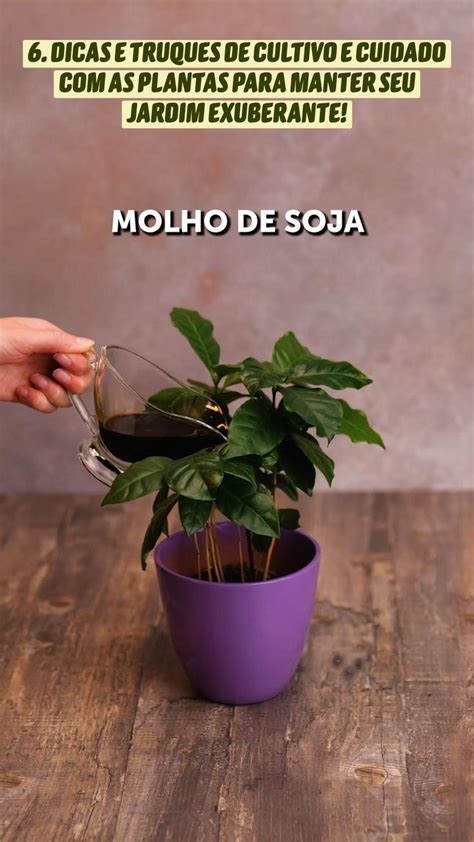 6 DICAS E TRUQUES DE CULTIVO E CUIDADO AS PLANTAS PARA MANTER SEU