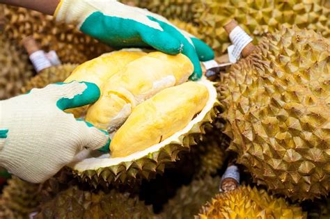 Buah Durian Kandungan Gizi Dan Manfaat Kesehatannya Baik Untuk