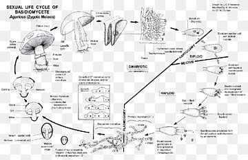 Basidiomycetes Life Cycle